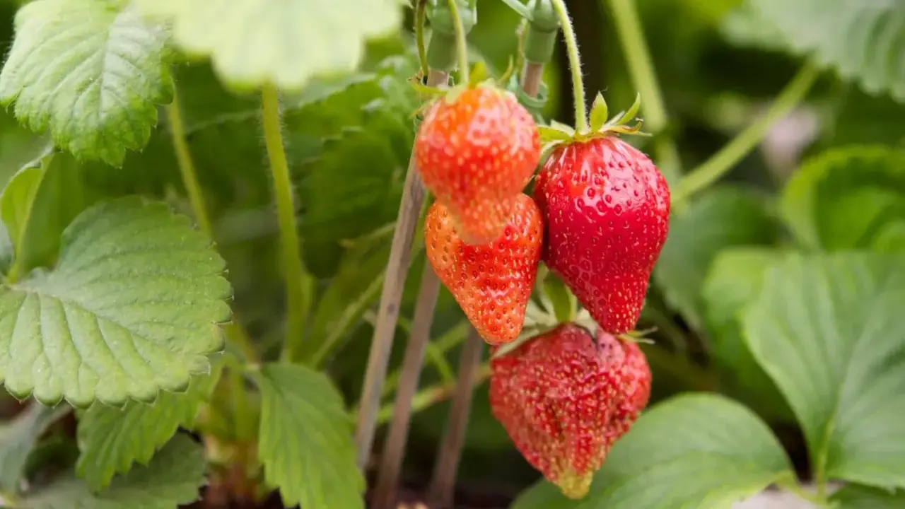Röda jordgubbar hänger från en planta, redo att plockas. En jordgubbe korona av solsken och sommar.