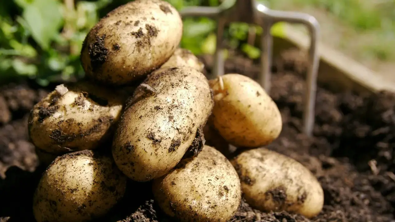 Färska, jordiga potatisar ligger i en hög, redo att tillagas. En trädgårdsgrep skymtar i bakgrunden. Potatis nyttigt!