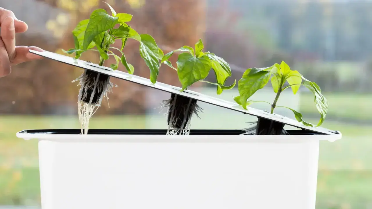 Små plantor med synliga rötter i ett system för sallad hydroponisk odling. En hand justerar en av plantorna.