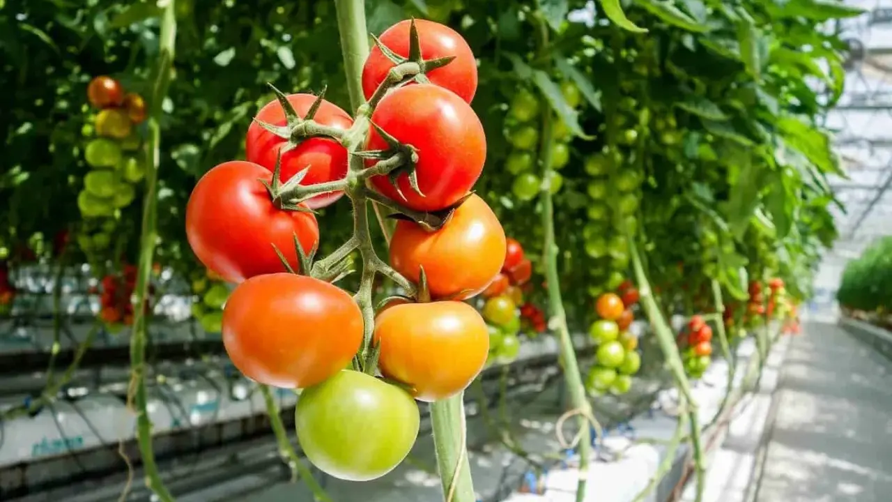 Tomater i olika mognadsstadier hänger från en planta i ett växthus. Den ideala temperaturen för tomater är avgörande för deras tillväxt.