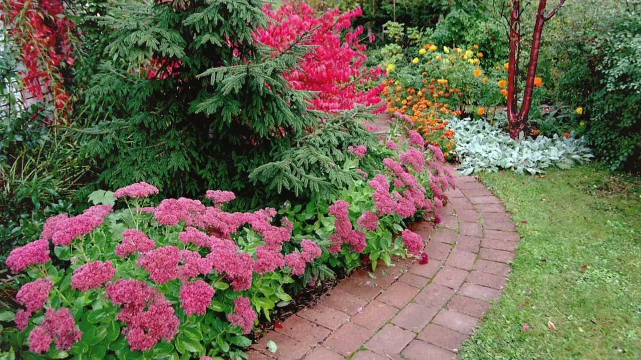 En vacker trädgård med en slingrande tegelgång kantad av rosa blommor. En gran står stolt bredvid, och i bakgrunden syns buskar med röda och gula höstfärger. Benved på stam bidrar till den rika färgpaletten.