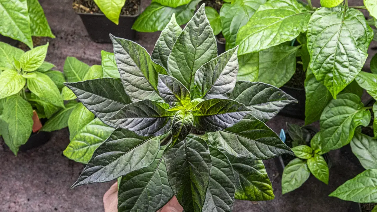 En hand håller en mörk chili planta med stora, veckade blad. Flera andra plantor syns i bakgrunden.