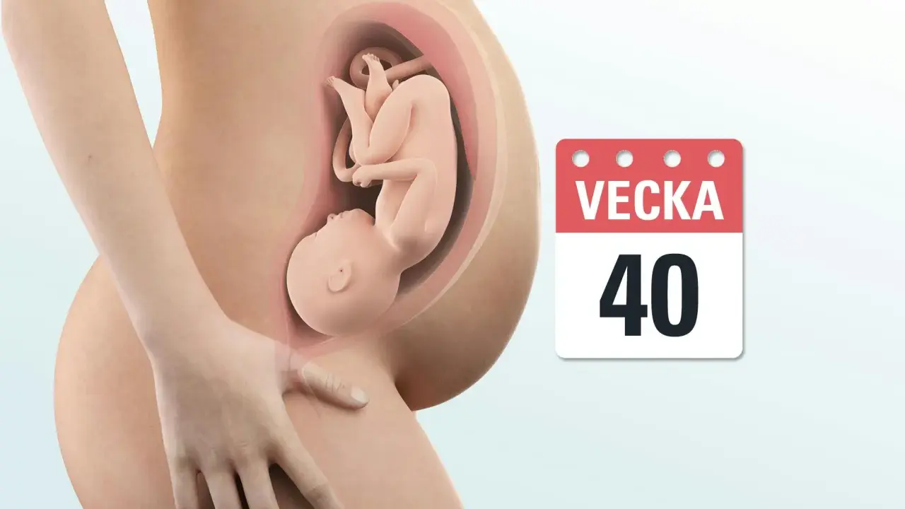 Gravid vecka 40. En bebis ligger i livmodern, redo att möta världen.