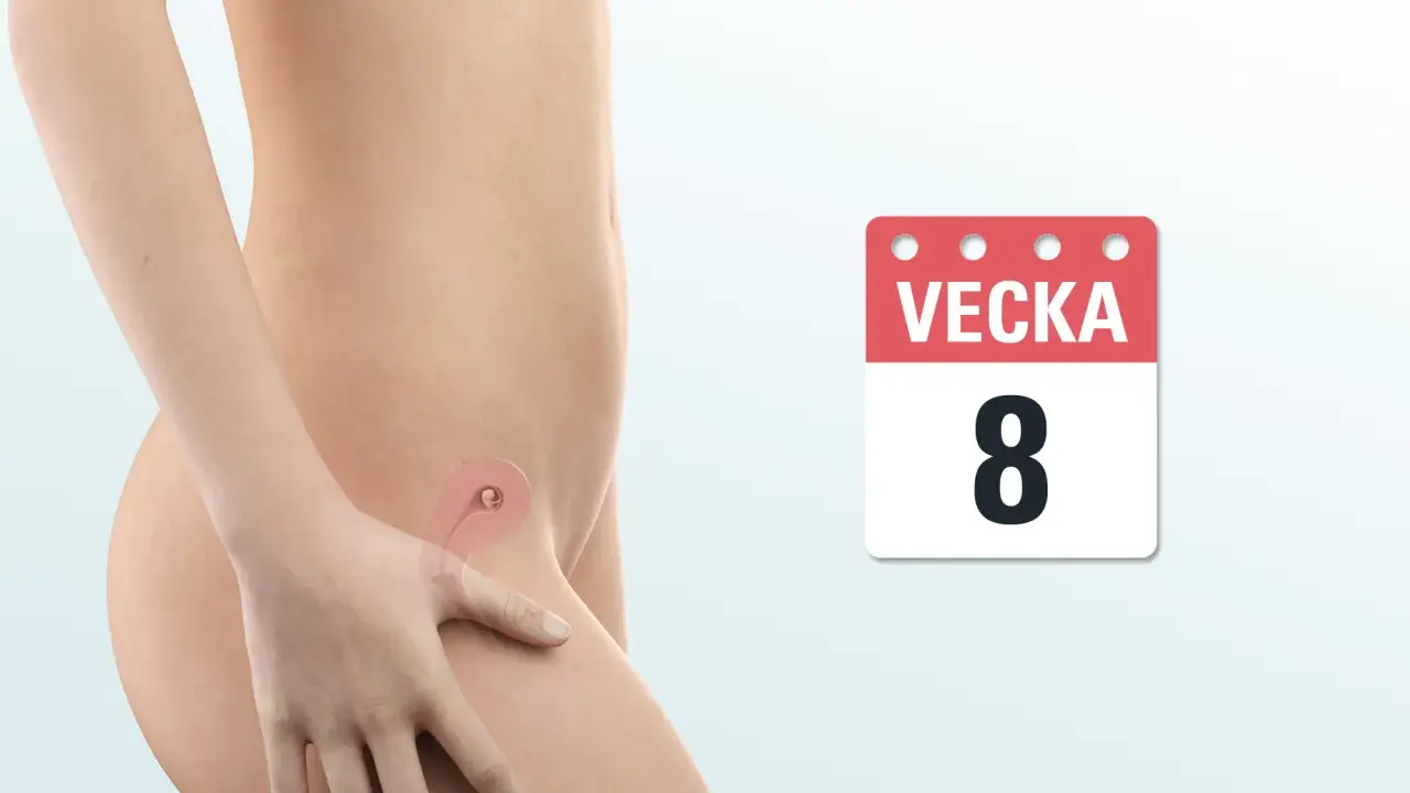 Bild visar en graviditet i vecka 8. En illustration av livmodern visar ett tidigt foster.
