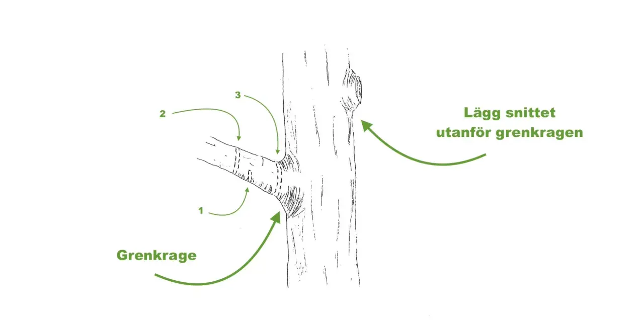 Illustration visar hur man beskär grenar. Grenkragen är viktig att bevara vid beskärning.
