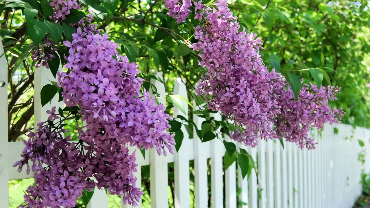 Lila syrenblommor hänger över ett vitt staket. En vacker syn som påminner om att det är dags att plantera syren.