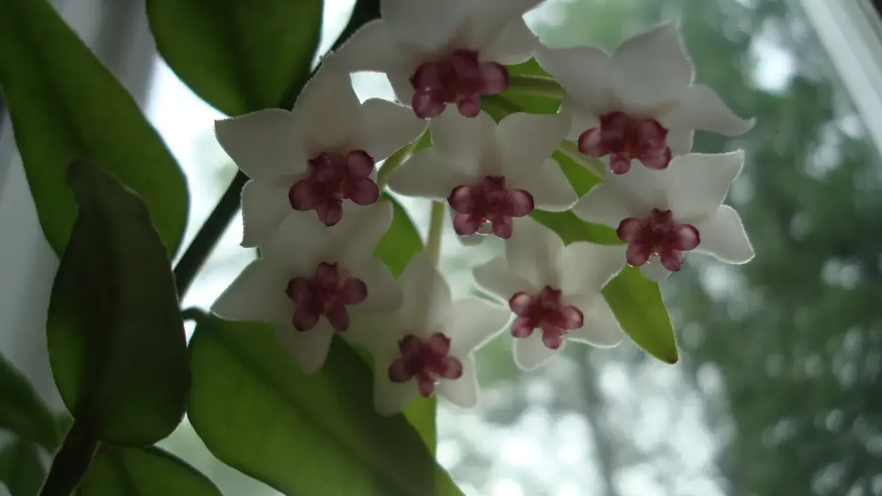 En klase vita hoya blommor med mörklila mitt. Bladen är gröna och bakgrunden är suddig.