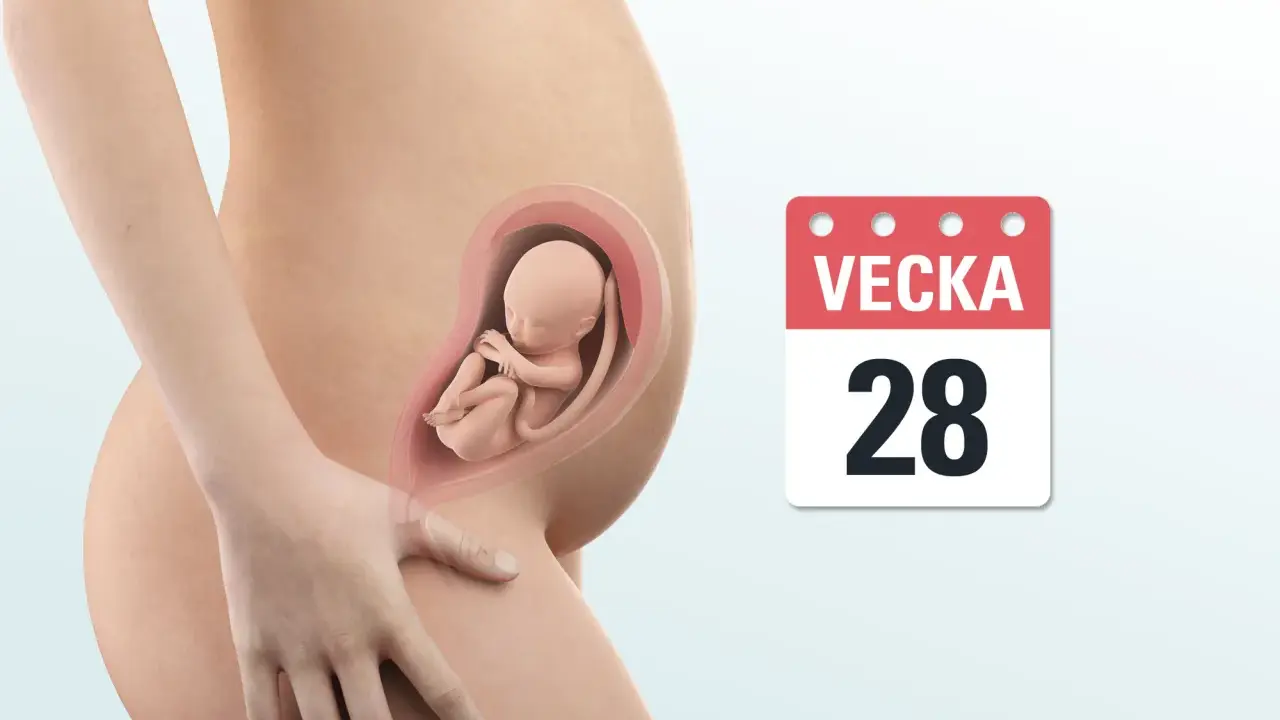 Gravid vecka 28. En illustration visar en gravid mage med ett foster inuti. Bredvid syns en kalender med texten "Vecka 28".