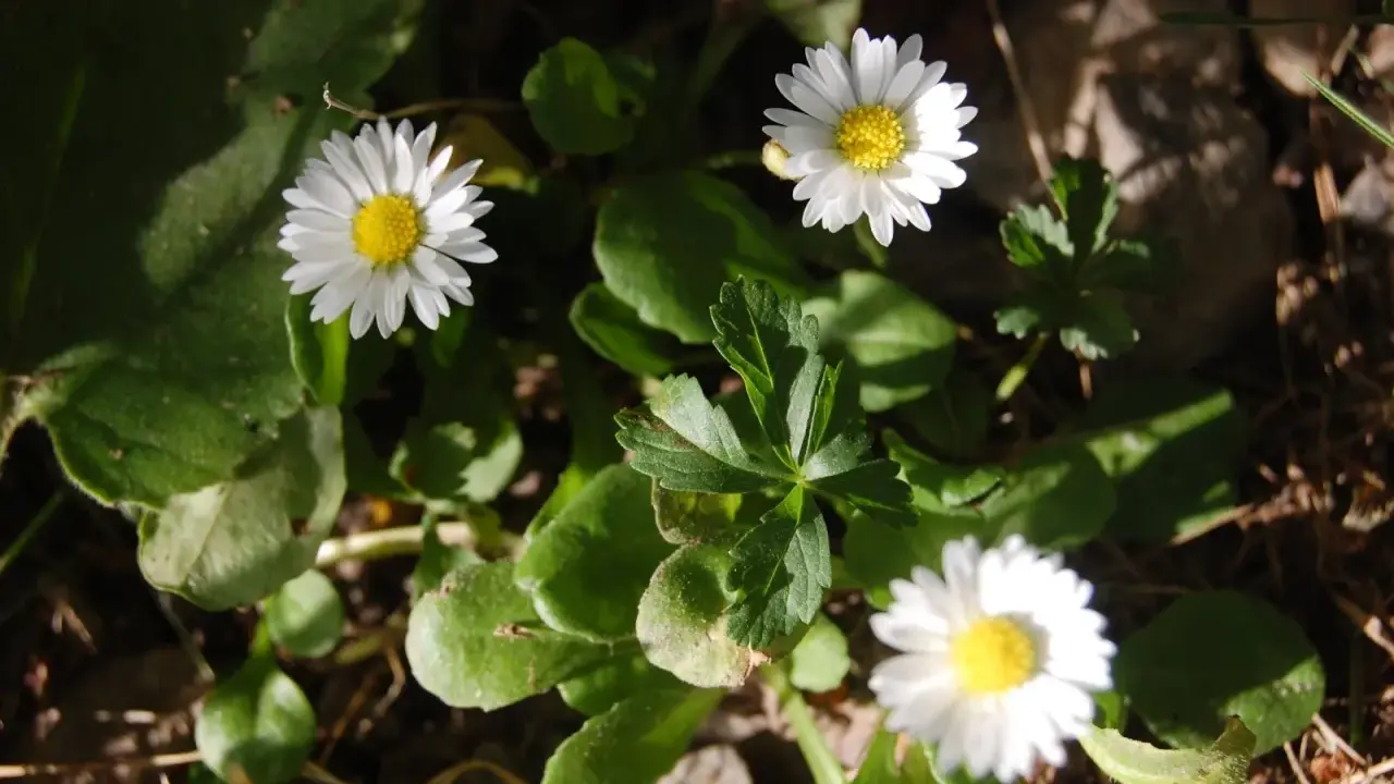 Tre små vita blommor, bellis perennis, med gula mittar lyser upp i grönska och solljus.