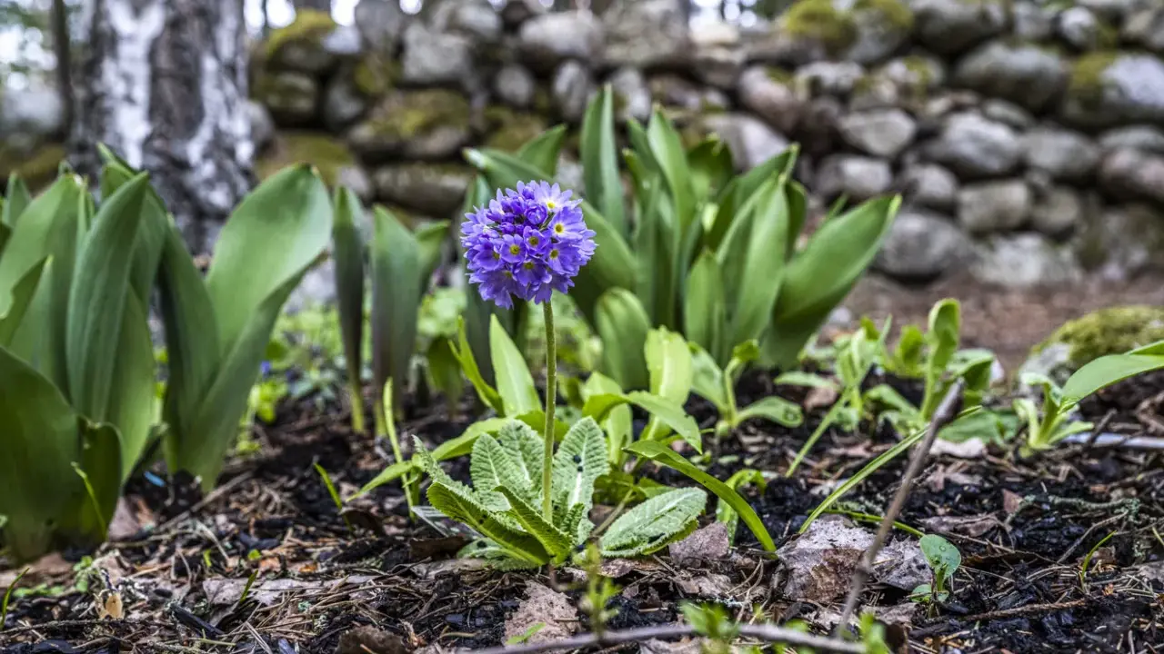 En lila primula blommar i en trädgård, redo att plantera blommor. Bakom syns en stenmur och träd.