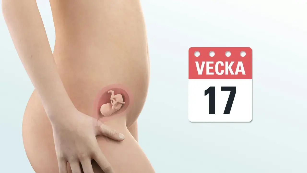 Gravid vecka 17. En illustration visar en gravid mage med ett foster inuti. En kalender visar siffran 17.