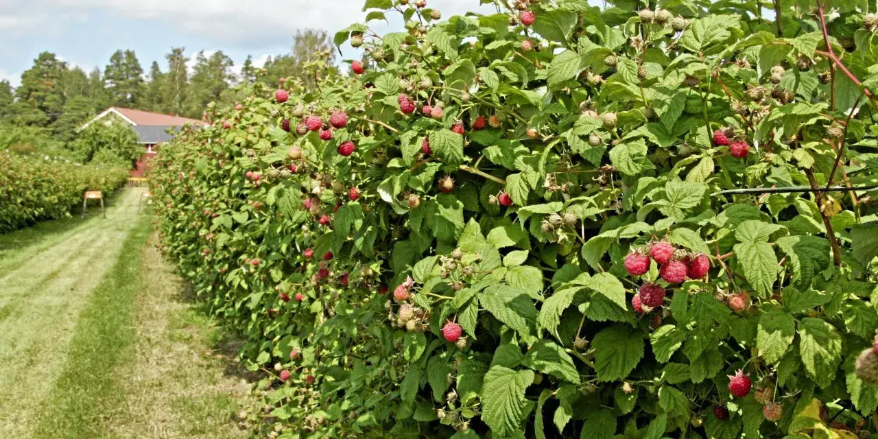 En rad med hallonbuskar, redo att binda upp, med mogna bär. En gräsklädd gång leder mot ett rött hus i bakgrunden.