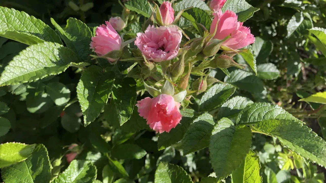 En klase rosa rugosa-blommor med sina karaktäristiska, skrynkliga kronblad och gröna bladverk.