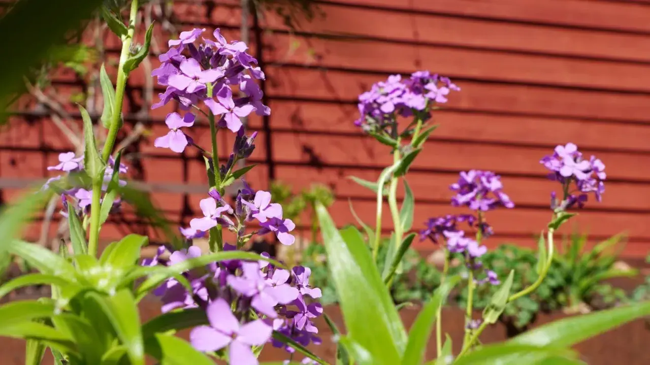 Lila fleråriga blommor blommar vackert framför en röd trävägg.