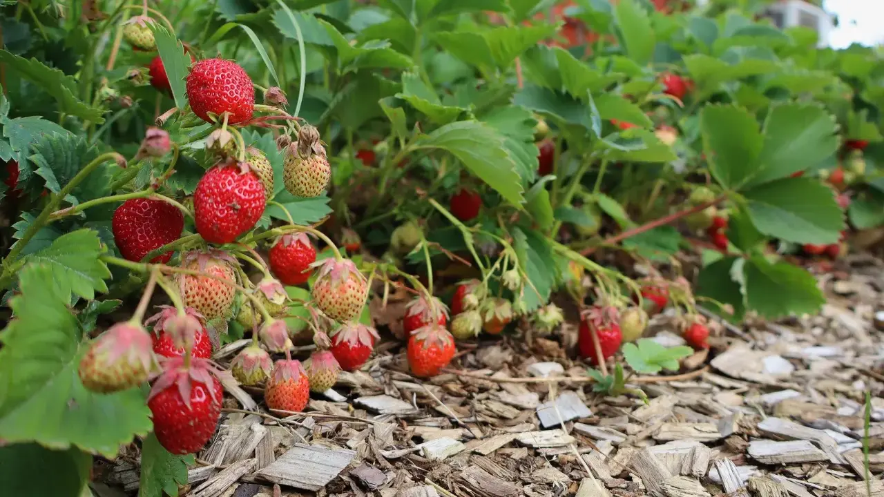 Röda och gröna jordgubbar hänger från frodiga plantor, redo att plockas. En härlig syn för alla som gillar att plantera jordgubbar.