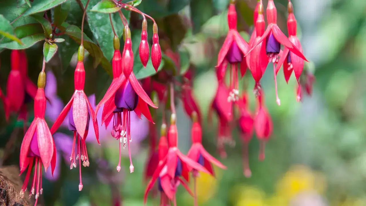 Hängande fuchsia utomhus med röda kronblad och lila inre delar. Blommorna ser ut som små balettdansöser i en sommargrönska.