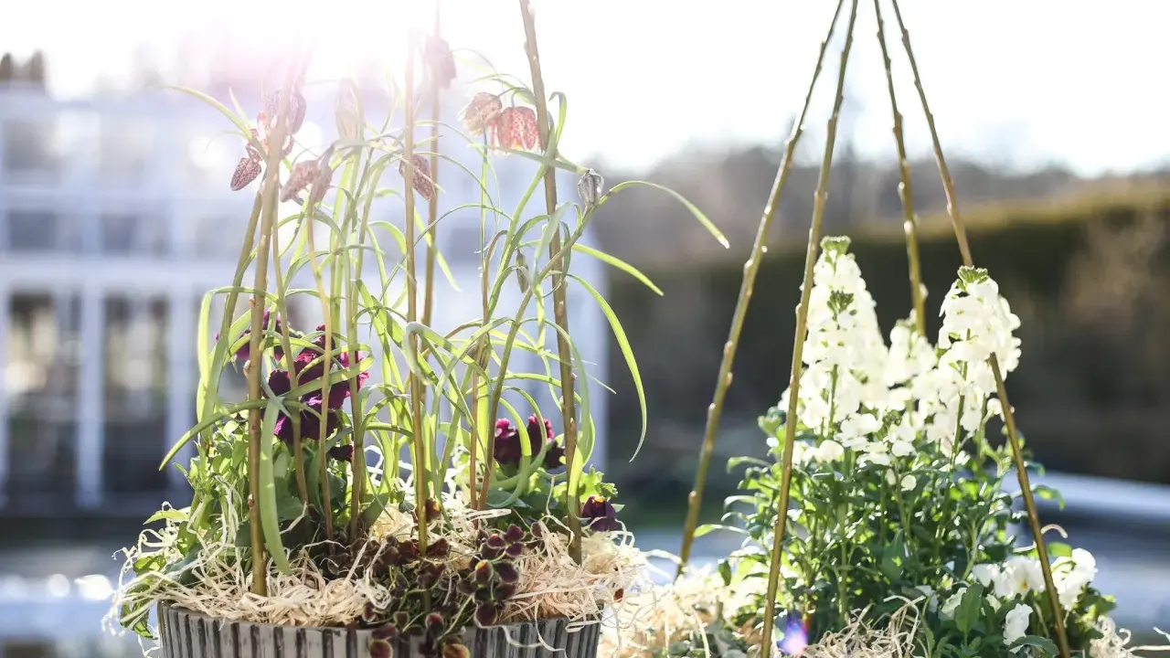 Two pots of spring flowers, one with purple and checkered blooms, the other with white flowers, in bright sunlight.