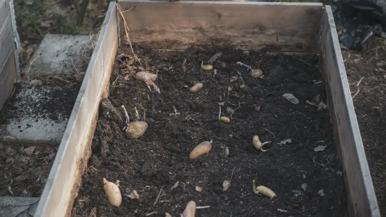 Potatisar med groddar ligger i mörk jord i en pallkrage, redo att odla potatis i.