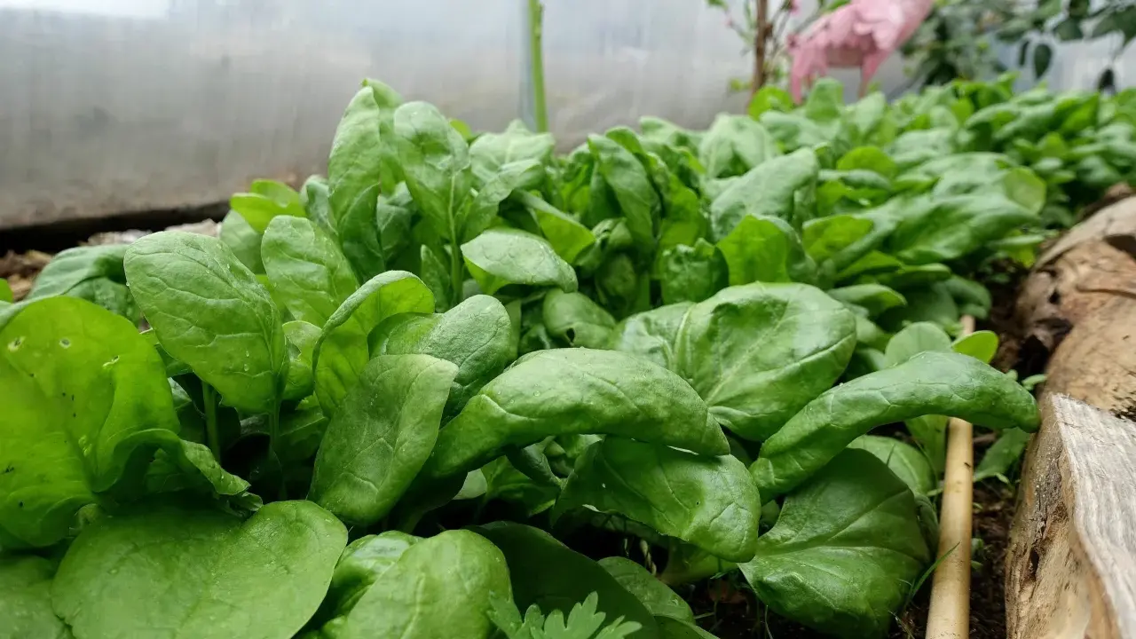 Färska spenatplantor i ett växthus. Dessa blad är fulla av näring och visar vad som innehåller spenat.