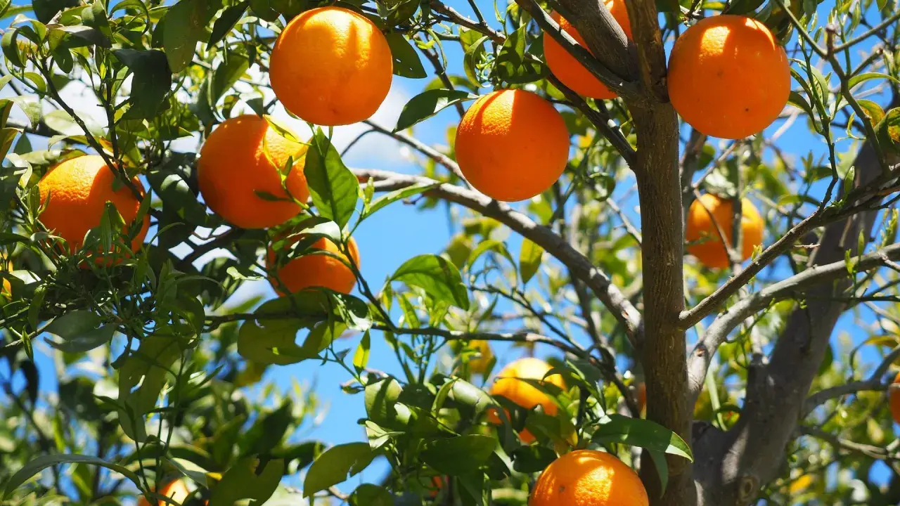 Saftiga apelsiner hänger från grenarna, redo att plockas. En apelsin nyttigt för hela familjen, full av vitaminer och solsken.