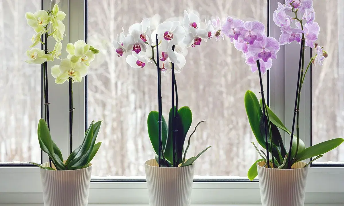 Tre orkidéer i vita krukor på en fönsterbräda. En gul, en vit och en lila orkidé blommar vackert.