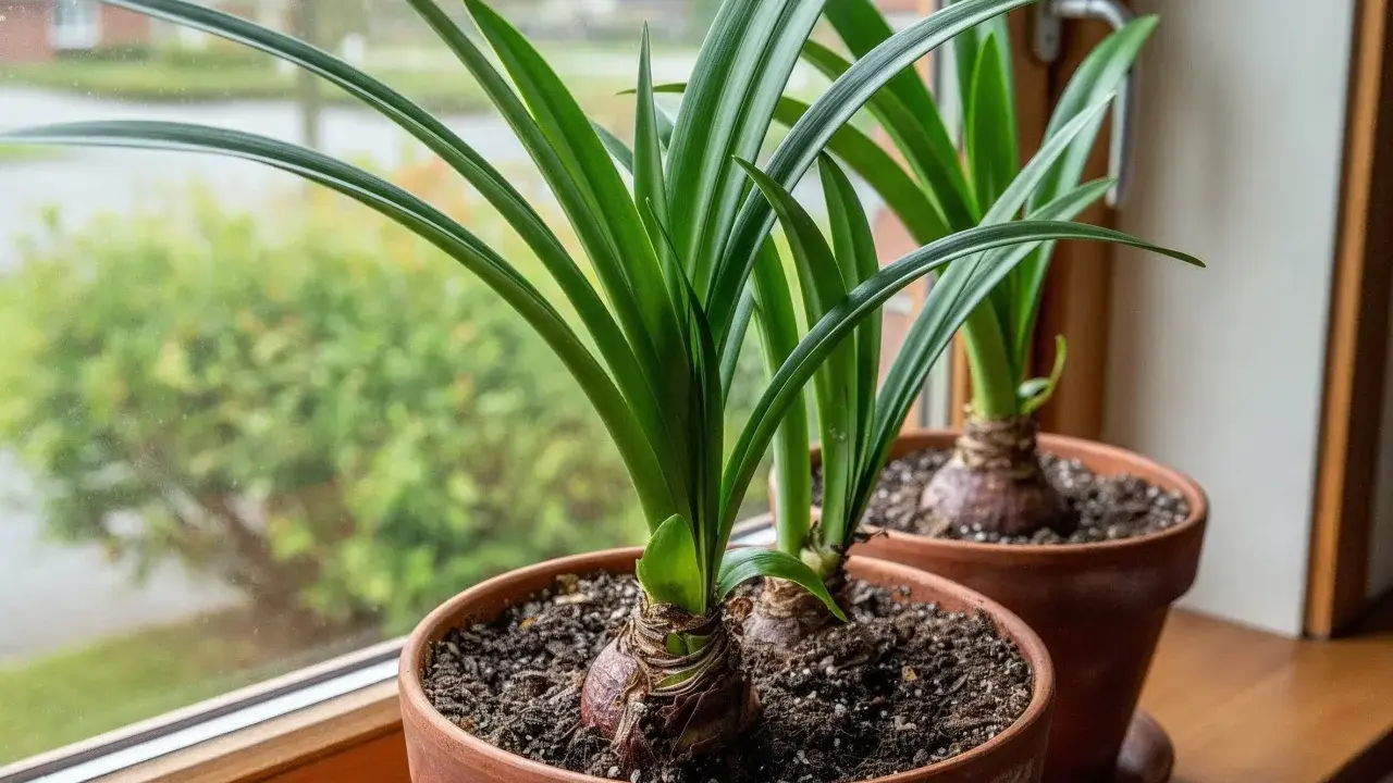 Två amaryllisar i krukor på en fönsterbräda. Lär dig hur vattnar man amaryllis för att få vackra blommor.