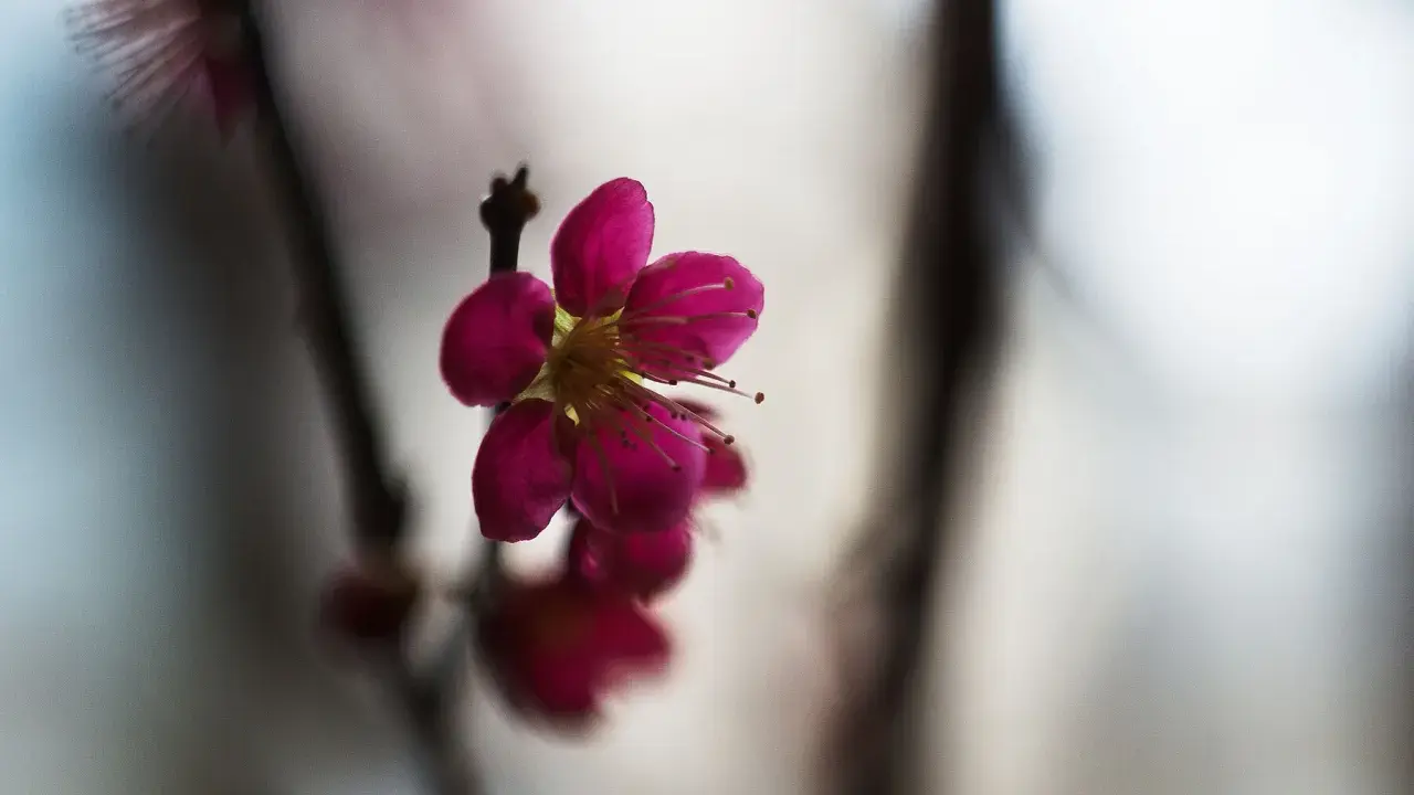 En ensam, mörkt rosa prunus mume-blomma med utstickande ståndare. Bakgrunden är mjukt suddig.