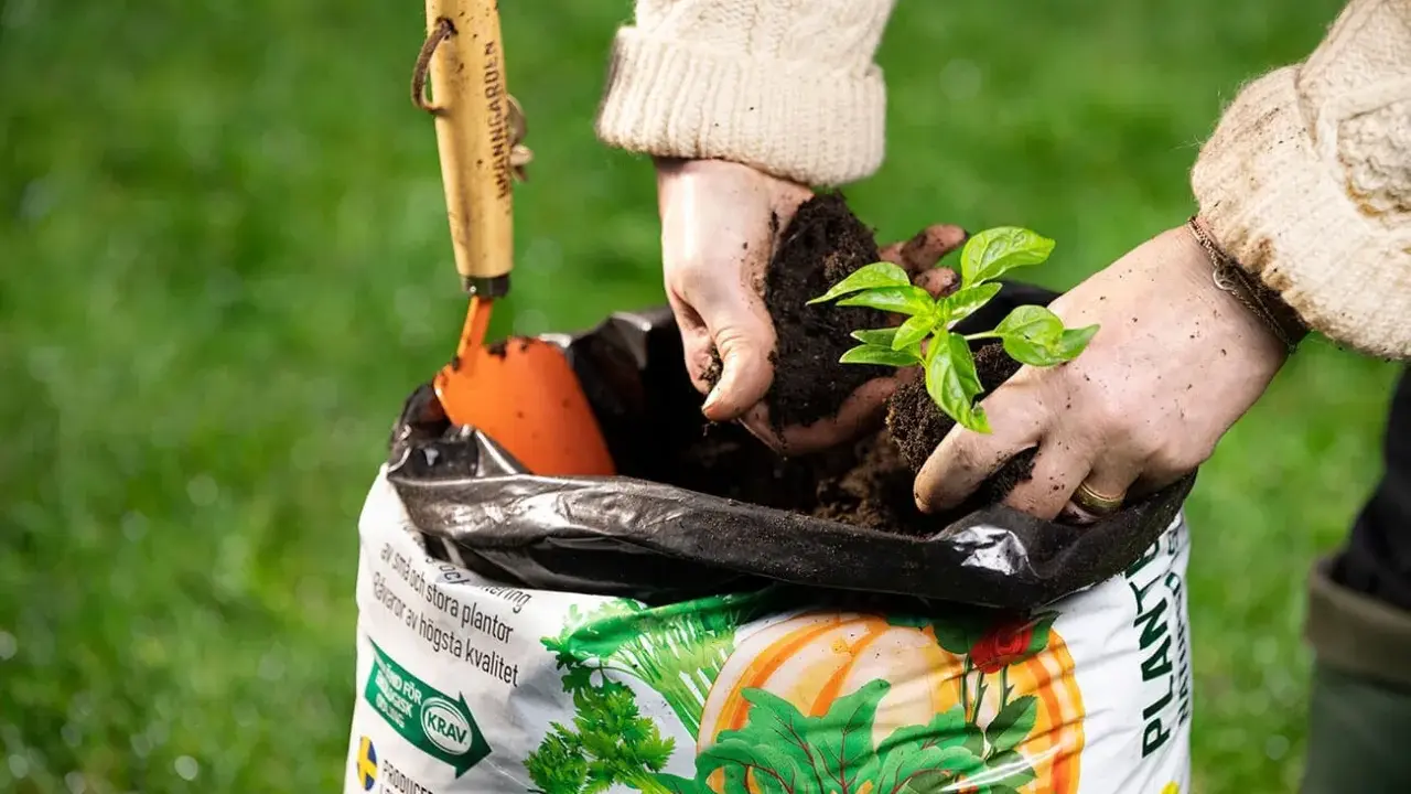 Händer planterar en planta i påse med torvfri jord. En liten spade ligger bredvid.