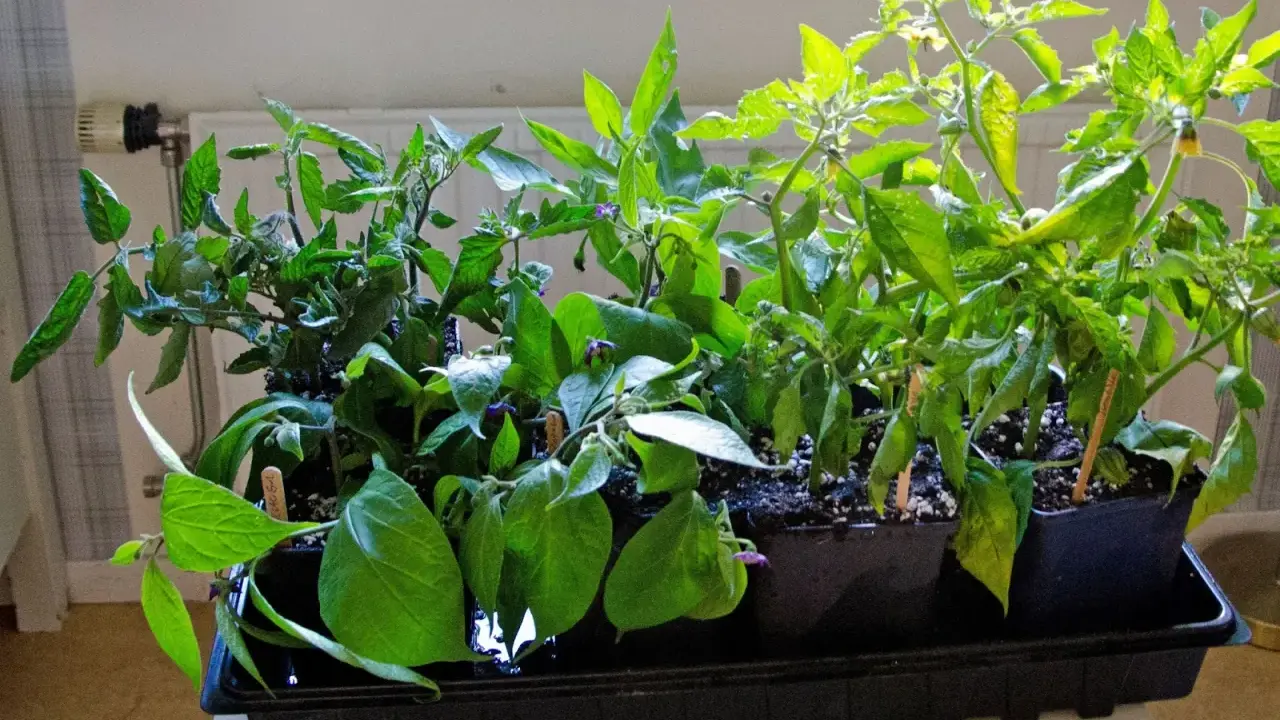 Små plantor i svarta krukor, redo att ta sticklingar. Tomat- och paprikaplantor med lila blommor.