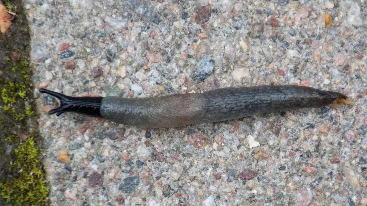 En svarthuvad snigel med mörk, glansig framkropp och en gråbrun, knottrig bakdel kryper över en stenig yta.