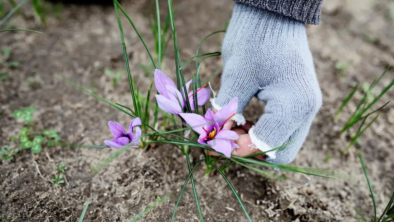 En hand i ljusgrå handske plockar försiktigt lila krokusblommor, vars pistiller liknar saffran.
