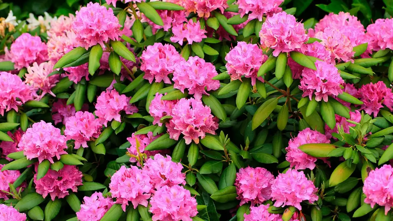 En buske med rikligt blommande rosa rhododendron. Perfekt för att plantera pil i närheten för att skapa en vacker kontrast.