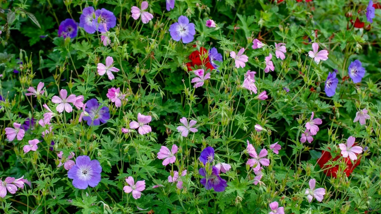 En frodig rabatt med lila och rosa blommor, perfekta buskar som trivs i skugga. Vattenpärlor på kronbladen.