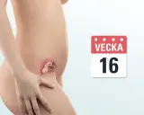 En gravid mage visar ett foster i vecka 16. En kalender visar "Vecka 16".