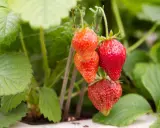 Röda jordgubbar hänger från en planta, redo att plockas. En jordgubbe korona av solsken och sommar.
