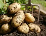 Färska, jordiga potatisar ligger i en hög, redo att tillagas. En trädgårdsgrep skymtar i bakgrunden. Potatis nyttigt!