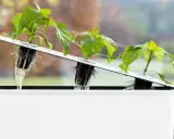 Små plantor med synliga rötter i ett system för sallad hydroponisk odling. En hand justerar en av plantorna.