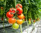 Tomater i olika mognadsstadier hänger från en planta i ett växthus. Den ideala temperaturen för tomater är avgörande för deras tillväxt.