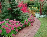 En vacker trädgård med en slingrande tegelgång kantad av rosa blommor. En gran står stolt bredvid, och i bakgrunden syns buskar med röda och gula höstfärger. Benved på stam bidrar till den rika färgpaletten.