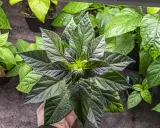 En hand håller en mörk chili planta med stora, veckade blad. Flera andra plantor syns i bakgrunden.