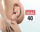 Gravid vecka 40. En bebis ligger i livmodern, redo att möta världen.