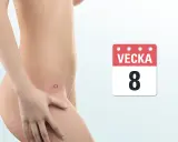 Bild visar en graviditet i vecka 8. En illustration av livmodern visar ett tidigt foster.