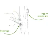 Illustration visar hur man beskär grenar. Grenkragen är viktig att bevara vid beskärning.