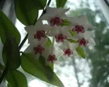 En klase vita hoya blommor med mörklila mitt. Bladen är gröna och bakgrunden är suddig.