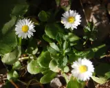 Tre små vita blommor, bellis perennis, med gula mittar lyser upp i grönska och solljus.