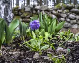 En lila primula blommar i en trädgård, redo att plantera blommor. Bakom syns en stenmur och träd.