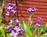 Lila fleråriga blommor blommar vackert framför en röd trävägg.