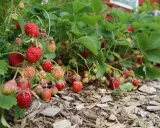 Röda och gröna jordgubbar hänger från frodiga plantor, redo att plockas. En härlig syn för alla som gillar att plantera jordgubbar.