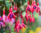Hängande fuchsia utomhus med röda kronblad och lila inre delar. Blommorna ser ut som små balettdansöser i en sommargrönska.