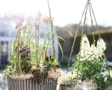 Two pots of spring flowers, one with purple and checkered blooms, the other with white flowers, in bright sunlight.
